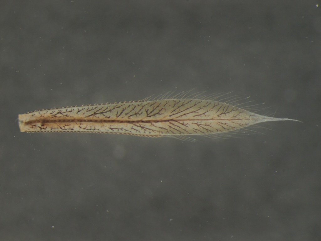 Ischnura elegans